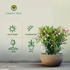 Sunny Tree - Rostlina - Oleandr- Nerium Oleander - Výška Náhled obrázku produktu 2