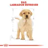 Royal Canin Labrador Retriever Junior - 3 kg Produktbild-Vorschau 6