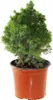 Weiß-Fichte ´ALBERTA GLOBE´ 15-20 cm, Cont. 2,5 l Produktbild-Vorschau 5