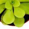 Plante carnivore - Pinguicola agnata - Pot de 9 cm Voir les images du produit 4