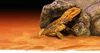 Exo Terra PT2930, Höhle, 1 Stück(e), 95 mm, 134 mm, 61 mm Produktbild-Vorschau 9