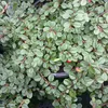 2 x  koberec mispel  - Cotoneaster procumbens 'Streib's Náhľad obrázku produktu 1