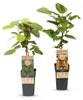 Actinidia Weiki & Hayward - Kiwi planta - 1 Macho - 1 Vista previa de la imagen del producto 2