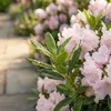 Bloomique - Lot de 2 - Rhododendron Bloombux rose - Voir les images du produit 4