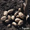 Agria Pflanzkartoffeln 28/35 (5 kg) - Organifer Produktbild-Vorschau 6
