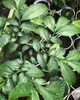 Aronstab (Amorphophallus costatus) - 1 gekeimter Samen Produktbild-Vorschau 2