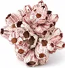 Seepocke 20 cm echte Barnacle Meeresdeko Maritim Produktbild-Vorschau 1
