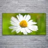 Acrylglasbilder 120x60 Wandbild Druck Gänseblümchen Produktbild-Vorschau 2