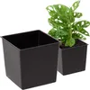 Two black square plant pots are shown against a white background. One pot is empty, and the other contains a green plant with distinctive holey leaves. Náhľad obrázku produktu
