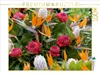Calvendo Paradiesvogelblumen - Zuckerbüsche (Protea) 1000 Produktbild-Vorschau 3