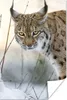 MuchoWow® Poster Luchs im Schnee 20x30 cm - Papierdruck Produktbild-Vorschau 1