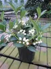 Skimmia japonica  Fructu Albo  - Japanische Fruchtskimmie  Produktbild-Vorschau 3