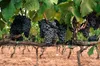 Pietra Pura PietraPura Nterra Apulien 2023 Wein ( 1 x 0.75 Produktbild-Vorschau 5