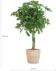 Schefflera Arboricola Nora - Brezová figovník - Izbová Náhľad obrázku produktu 2