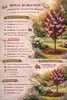 Japanische Zierkirsche Royal Burgundy 100–120 cm – Prunus Produktbild-Vorschau 3