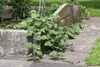Enseleits 2er Set Süßkartoffel Pflanze Ipomea batata, Produktbild-Vorschau 4