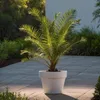 A potted palm tree sits on a paved patio in the sunlight. Podgląd zdjęcia produktu
