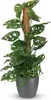 Green boutiQ - Zimmerpflanze - Monkey Mask - Monstera Produktbild-Vorschau 2