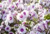 Phlox paniculata 'Bright Eyes', Flammenblume, rosa, ca. Produktbild-Vorschau 1