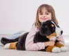 Berner Sennenhund, ca. 60 cm, 1 Stück Produktbild-Vorschau 2