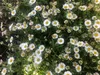 6 x Erigeron karvinskianus - Fioritura in vaso 9 x 9 cm Anteprima dell’immagine prodotto 2