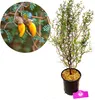 Sophora 'Little Baby' Honigbaum - Zickzackstrauch - Höhe Produktbild-Vorschau 1