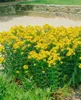 Hypericum perforatum, Johanniskraut, gelb, ca. 9x9 cm Topf Produktbild-Vorschau 4