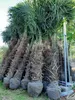 A row of potted palm trees with burlap-wrapped root balls. Produktbild-Vorschau