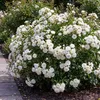 Záhradná ruža Rosa White Fairy, sada 3 ks - mrazuvzdorná, Náhľad obrázku produktu 3
