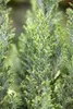 Chamaecyparis lawsoniana 'Ellwoodii', Blaue Scheinzypresse, Produktbild-Vorschau 6