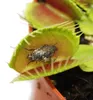 Venusfliegenfalle - Dionaea muscipula - 9cm Topf Produktbild-Vorschau 4
