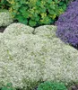 BALDUR Garten 3x Winterharter Weißer Polsterthymian Produktbild-Vorschau 2