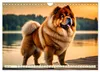 Chow Chow - le chien à tête de lion (calendrier mural 2027, Voir les images du produit 9
