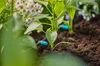 Gardena Reihentropfer regulierbar Produktbild-Vorschau 13