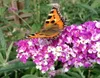 Sada 3 kríkov motýľovníka – Buddleja davidii 'Berries & Náhľad obrázku produktu 3