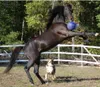 Jolly Pferd Spielball dunkelblau Produktbild-Vorschau 8