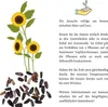 Farbenfrohe Sonnenblumen Samen mit hoher Keimrate - Produktbild-Vorschau 6