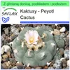 SAFLAX - Garden to go - Peyotl Cactus - 20 Nasiona - Z Podgląd zdjęcia produktu 10