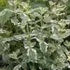 Ananas-Minze- Mentha suaveolens variegata - Kräuterpflanze Produktbild-Vorschau 3