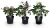 GreenboutiQ - Gartenpflanze - Lentenrose - Helleborus Produktbild-Vorschau 2