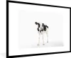 MuchoWow® Gerahmtes Poster Kuh - Kalb - Weiß - Tiere 90x60 Produktbild-Vorschau 1