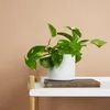 Scindapsus Aureum - Efeutute - Hängepflanze - Produktbild-Vorschau 2