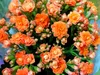 Kalanchoe | Pomarańczowy (3 sztuki) - Roślina doniczkowa i Podgląd zdjęcia produktu 3