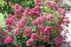 Rosa 'Mozart', Strauchrose, rosa, 5-7,5 Liter Container Produktbild-Vorschau 1