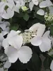Garland Hydrangea macrophylla Runaway Bride ® - Produktbild-Vorschau 1