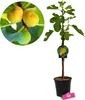 A potted fig tree with a close-up inset of figs. Náhled obrázku produktu