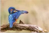 ARTland Wandbild Alu für Innen & Outdoor Eisvogel II Größe: Produktbild-Vorschau 2