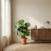 Monstera Deliciosa, Fensterblatt, Zimmerpflanze, 70-80 cm, Produktbild-Vorschau 2