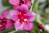 Weigelie Bristol Ruby 100-150 cm, im Topf - Weigela Produktbild-Vorschau 2