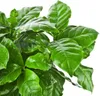 Bloomique - Coffea Arabica - Kaffeepflanze - Pflegeleicht - Produktbild-Vorschau 3